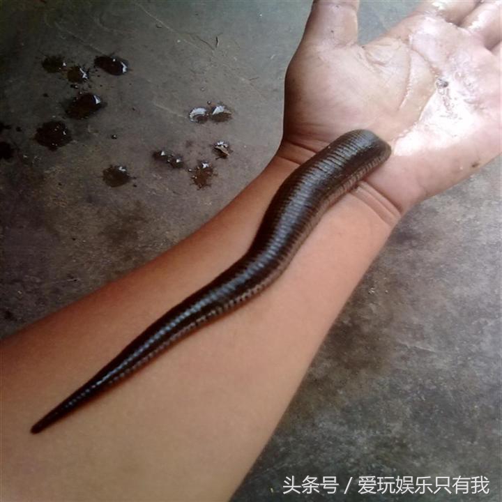 野外被蚂蟥咬了怎么处理,在户外被蚂蟥叮了怎么办