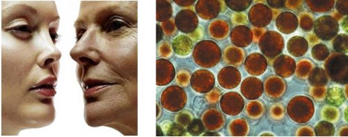 切开的苹果泡水里能防氧化吗,苹果过盐水还会氧化吗