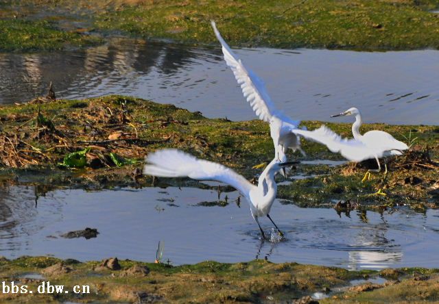 名曲闲云野鹤,古曲闲云孤鹤赏析