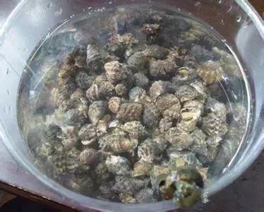 羊口开海！倒计时一天！第一网吃起来！看完哈喇子流一地