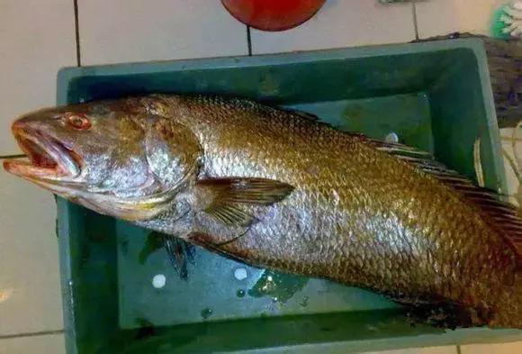 羊口开海！倒计时一天！第一网吃起来！看完哈喇子流一地