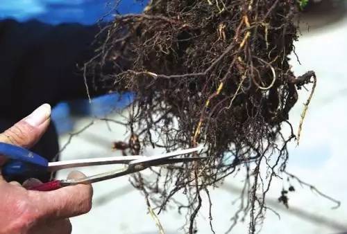 9月不翻盆来年开花少