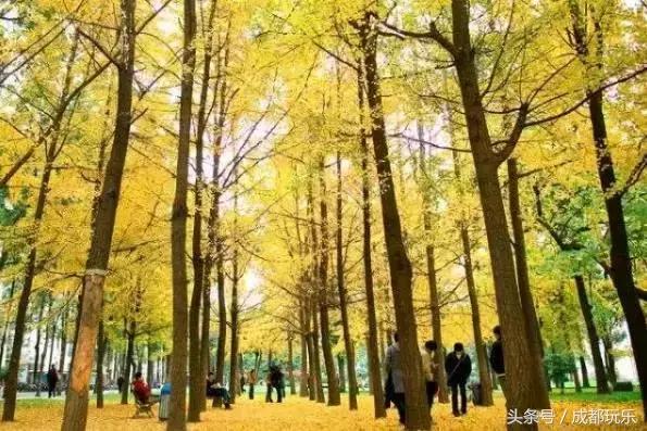 成都的大学宿舍排名,高校宿舍测评