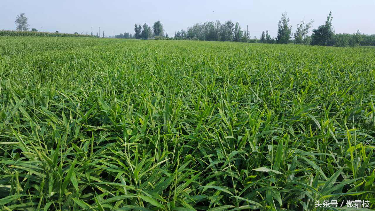 鐢熷鎵撶鎬庝箞淇濆瓨,鐢熷鍙互鍐峰喕淇濆瓨