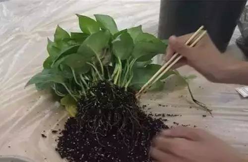 9月不翻盆来年开花少