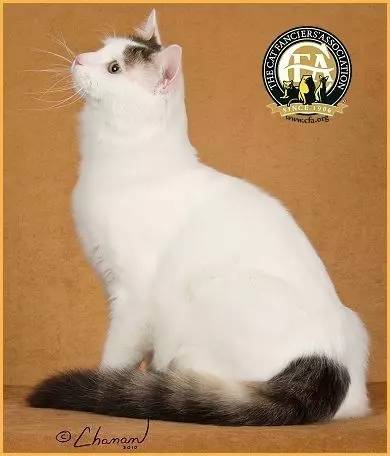 土耳其梵猫可以养吗,世界上最贵的猫品种