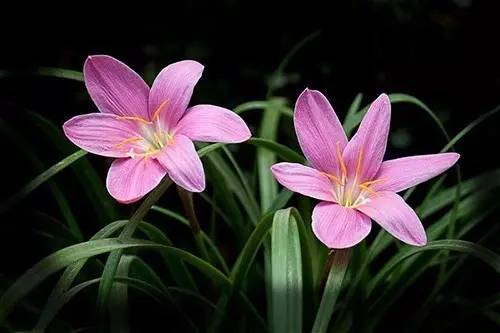 9月不翻盆来年开花少