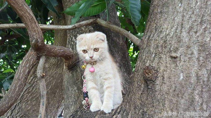 爱睡懒觉的喵大人,喜欢睡懒觉的猫猫