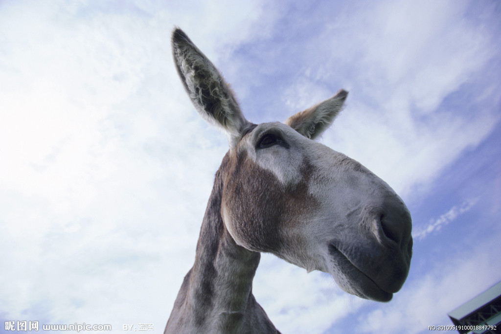 国内老百姓养殖什么动物能挣钱,农民养什么动物好赚钱