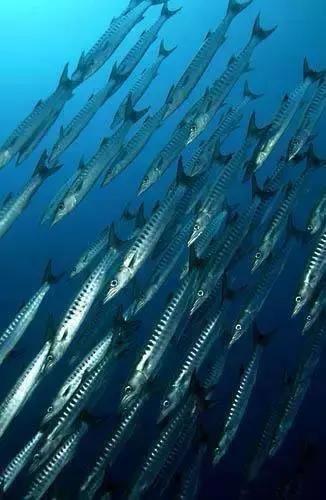 羊口开海！倒计时一天！第一网吃起来！看完哈喇子流一地