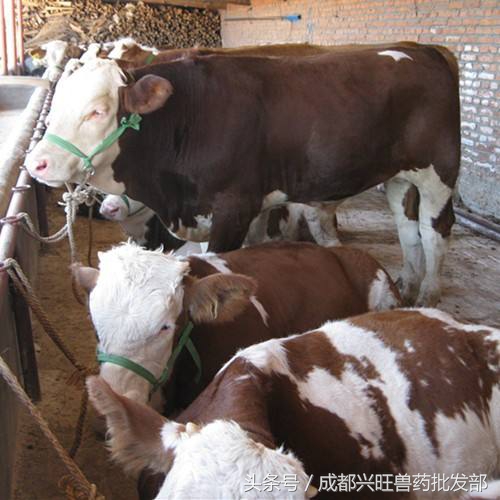 母牛预产推算,母牛繁育技术多久能学会