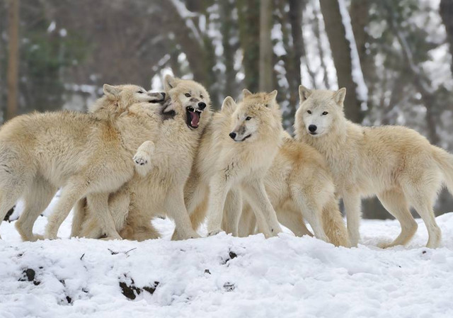 靠喝狼奶捡一条命，一辈子养狼群让村民不安，遣散狼群当晚出大事