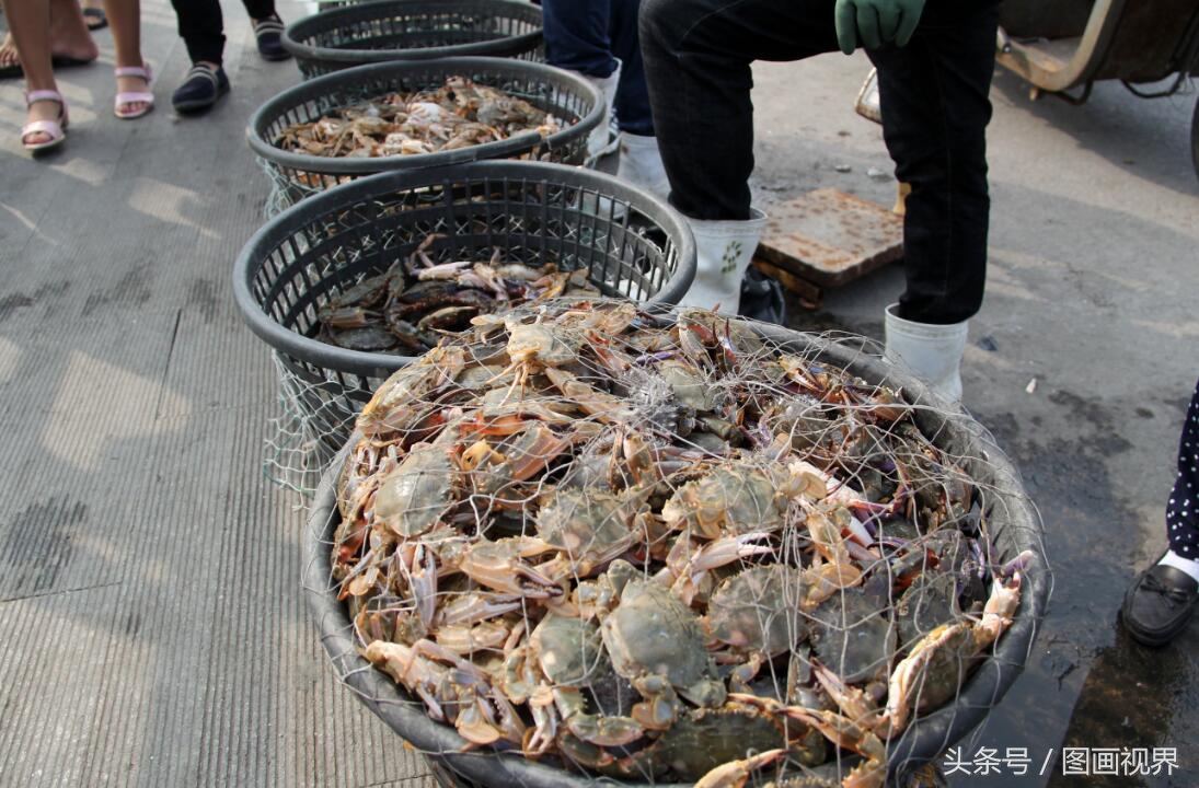 黄渤海有什么海鲜,黄渤海海鲜