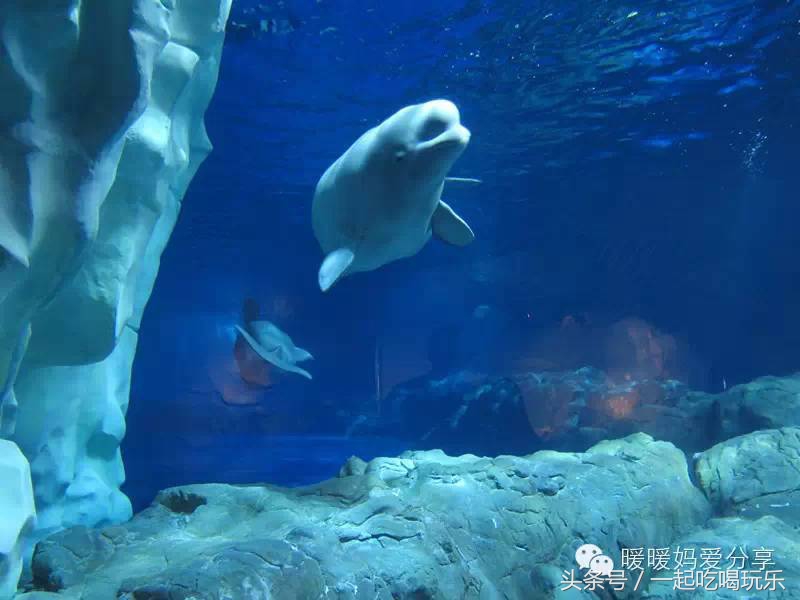 深圳长隆海洋王国攻略,珠海长隆国际海洋王国游玩攻略