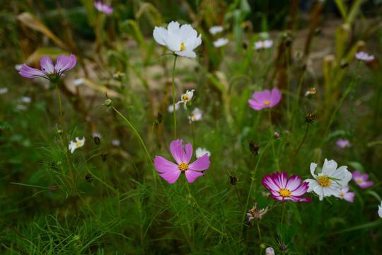 黄河岸边的久久护佑——白云山