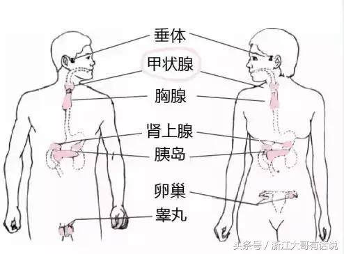 甲状腺结节是什么病,甲状腺结节是什么
