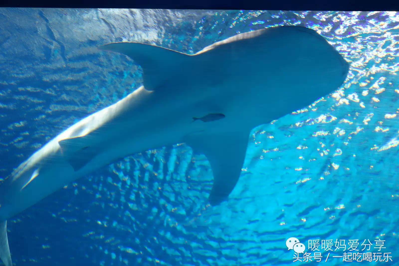 深圳长隆海洋王国攻略,珠海长隆国际海洋王国游玩攻略