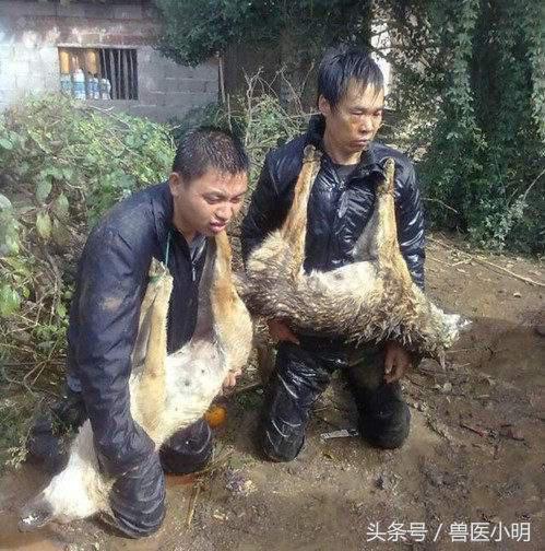 流浪狗被收养后呜咽大哭,收养的流浪狗被家人丢掉