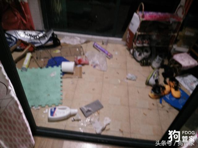 你们的边牧都是怎么养的,养一只大的边牧还可以听话吗