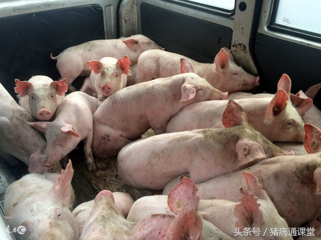 林可霉素和链霉素合用起什么作用,林可霉素在养殖中的妙用你知道吗