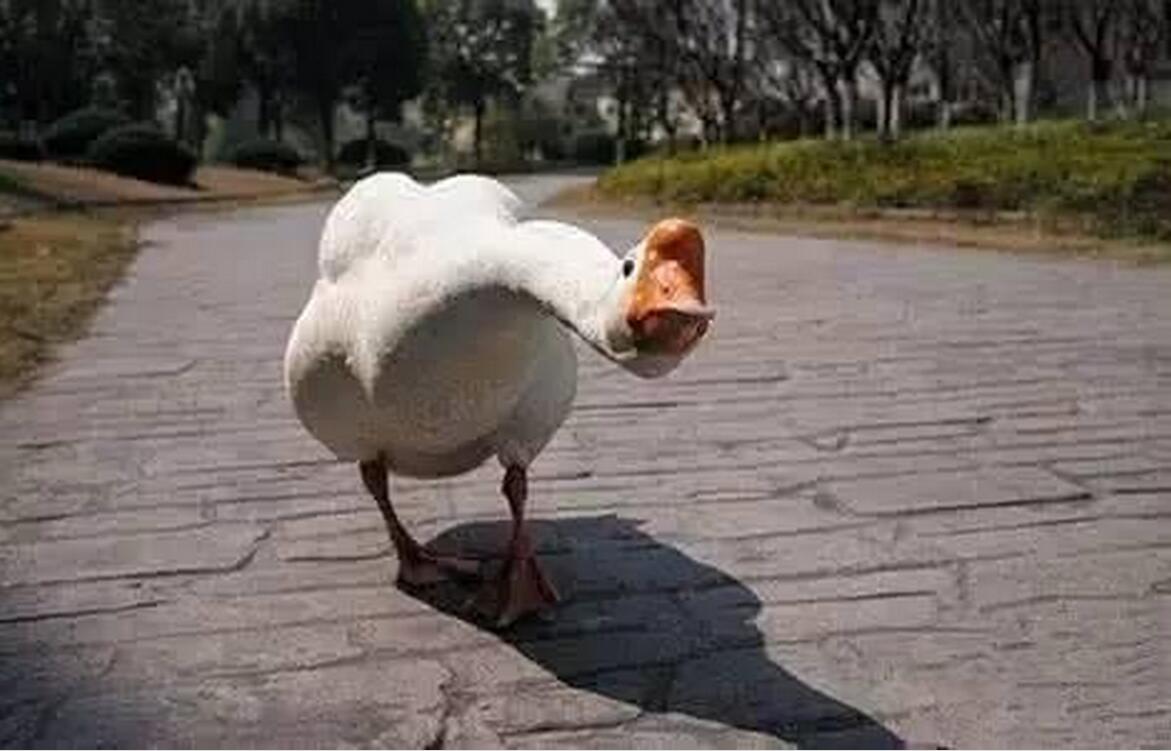 中国农民养这10动物不仅做宠物还赚钱,感情深了更是满满地感动