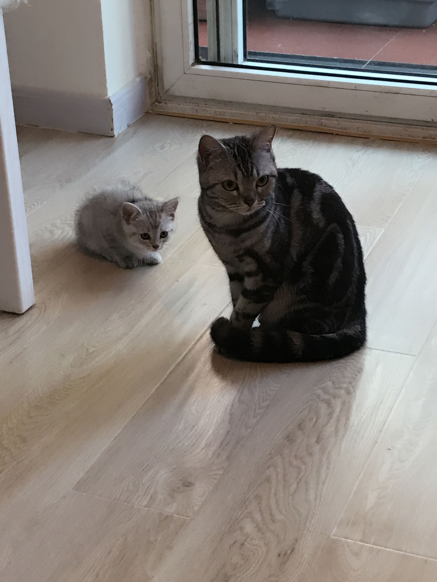 铲屎官你们都怎么养喵?你以为最好养几只喵?