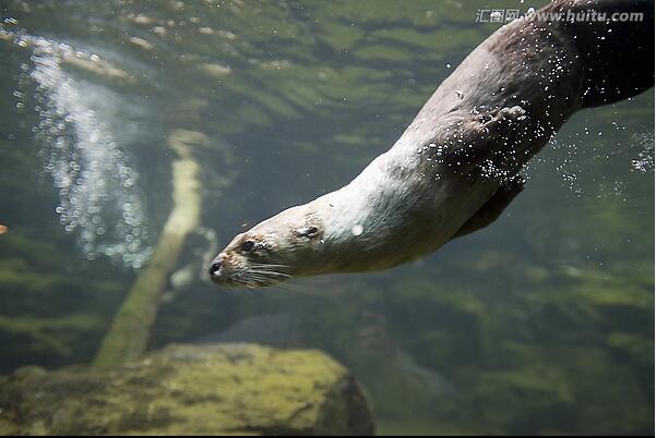 水貂急性胃肠炎的病因、症状以及诊断治疗