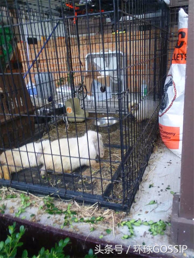 兔子牙齿弯怎么治疗,兔子牙齿逆生长能治好吗