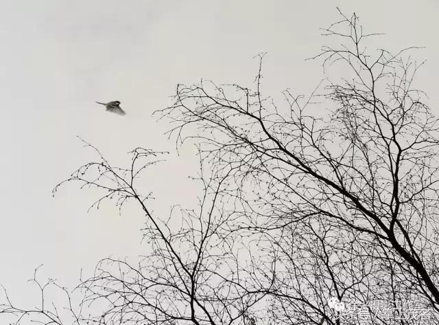 手机摄影田园生活图片,手机摄影主题