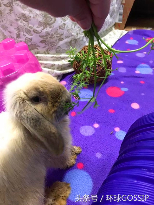 兔子牙齿弯怎么治疗,兔子牙齿逆生长能治好吗