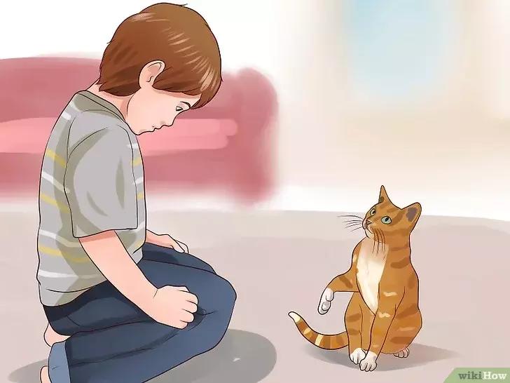 领养的新猫到家后的正确流程,怎么把新猫带回家