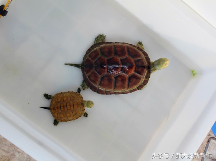 乌龟得了白眼病又得了肺炎怎么办,小乌龟肺炎的最佳治疗方法