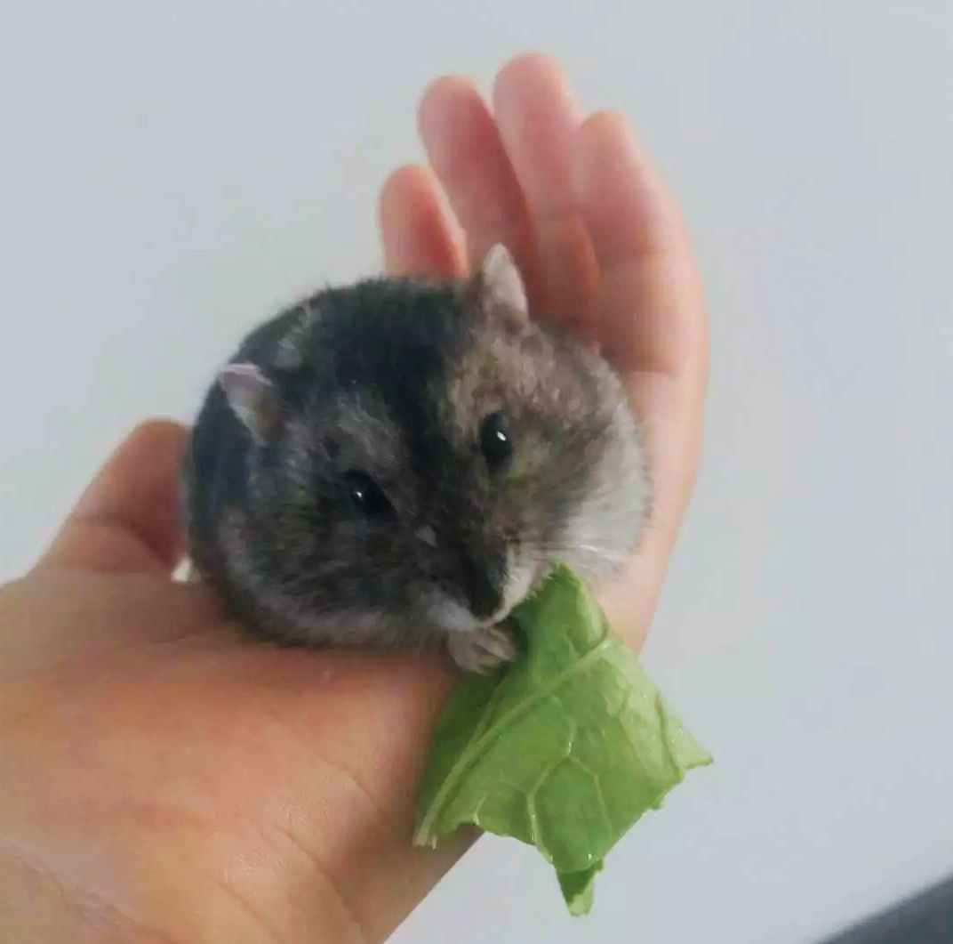 花15块钱买了个小仓鼠,偷偷买了一只小仓鼠