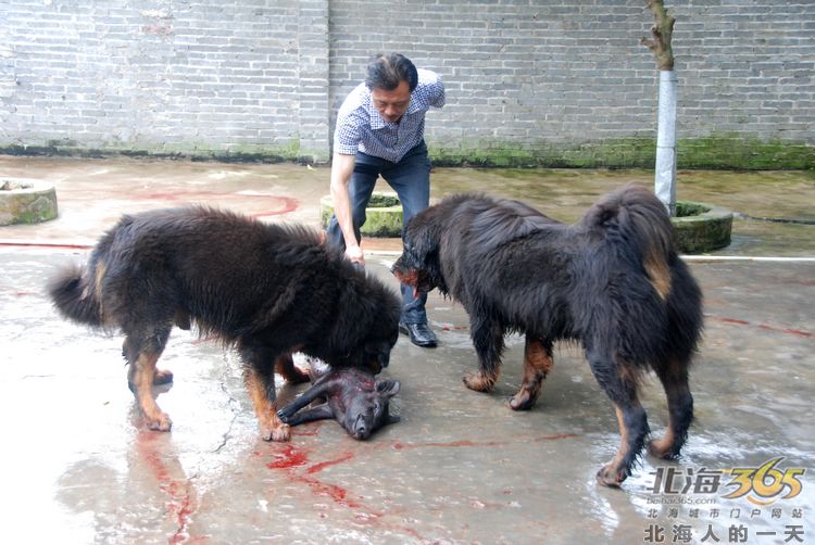陈荣华北海,北海人的一天