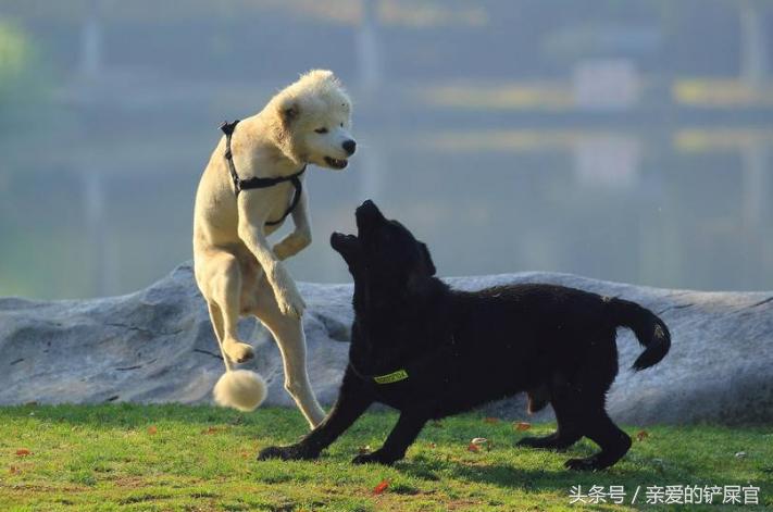 狗狗过分活泼怎么训练,狗狗太活泼咬人怎么办