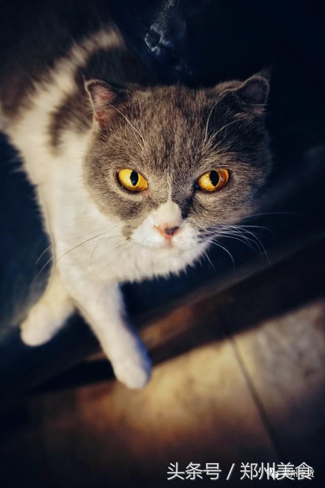 喵~铲屎官注意，郑州东区这家小店各种萌喵环绕，桌上披萨有料！