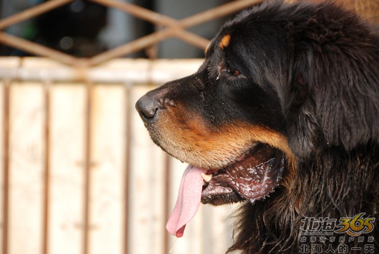 陈荣华北海,北海人的一天