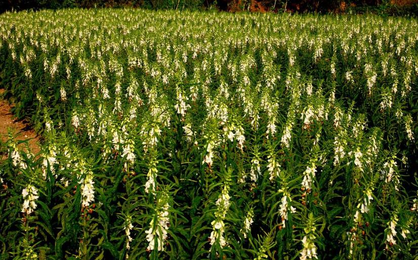 十种最赚钱的农作物,哪几种农作物有蜂蜜