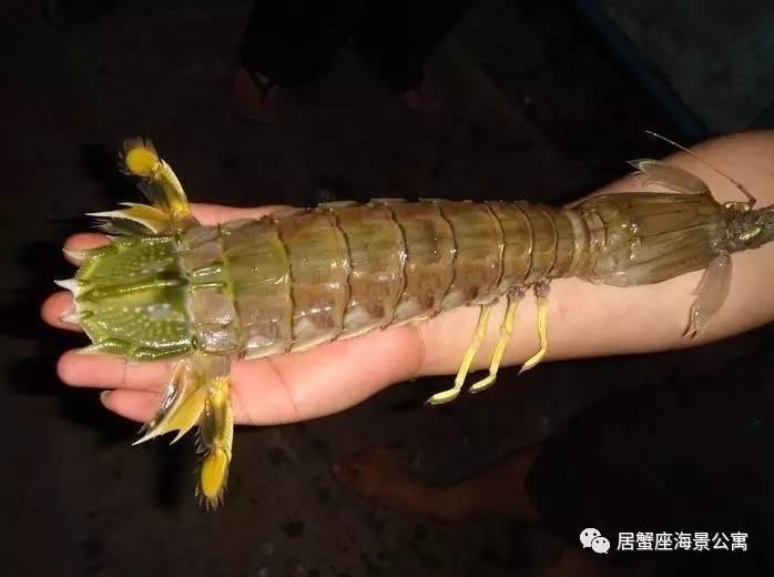 攻略|老渔民亲传“扒虾秘籍”,皮皮虾我们走!