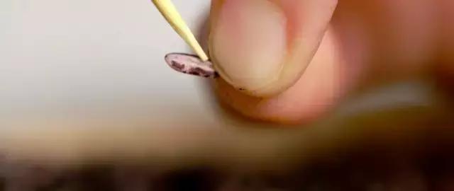 紫米洗后米变白色是染色的吗,为什么紫米有好几种颜色