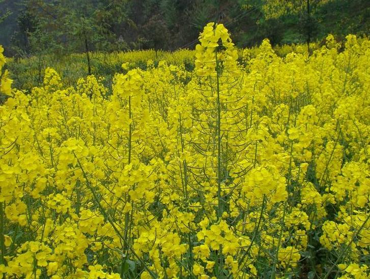 十种最赚钱的农作物,哪几种农作物有蜂蜜