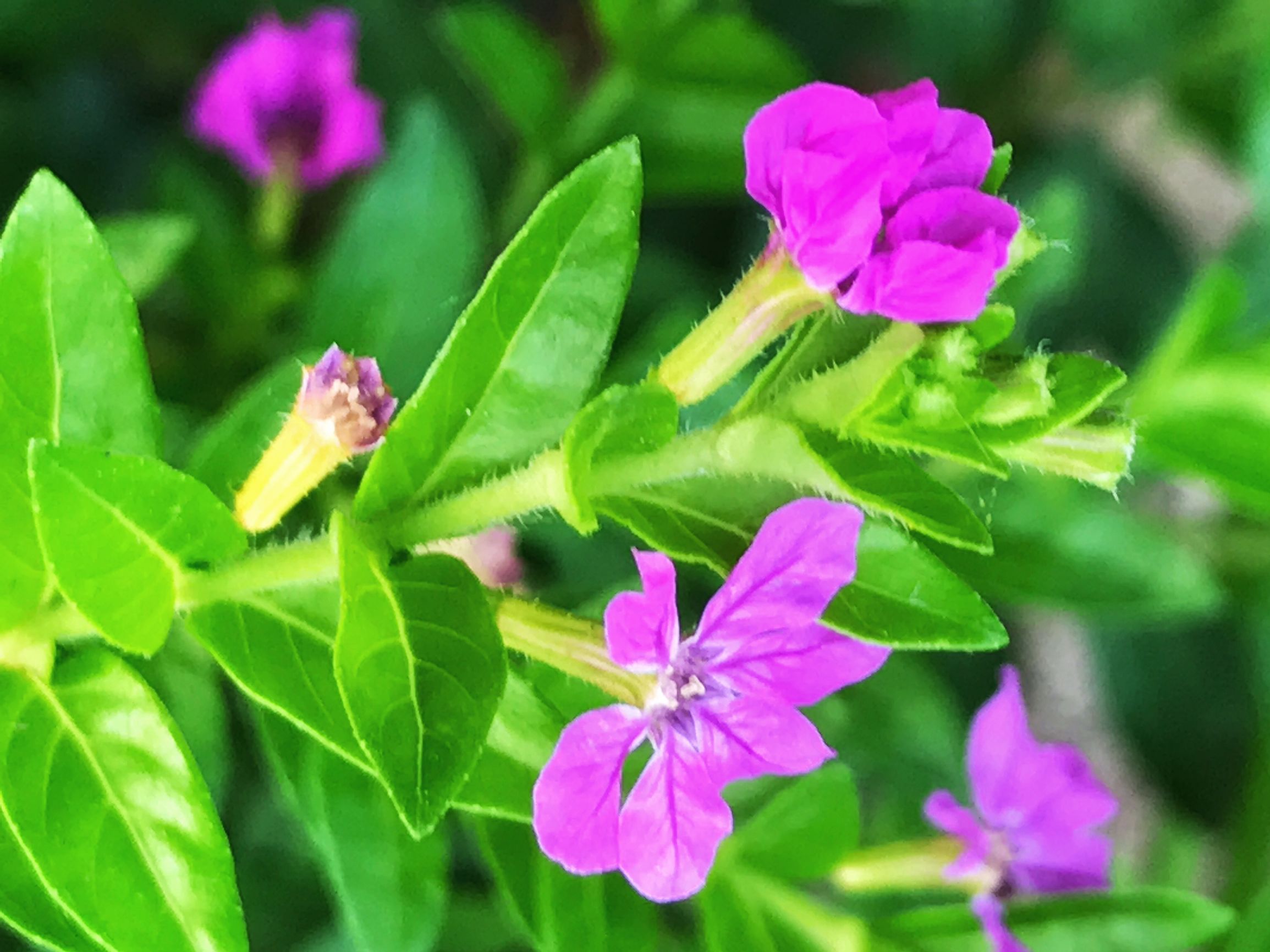 细叶雪茄花介绍,细叶雪茄花的花种