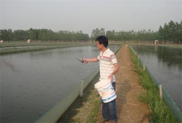 龙虾养殖赚钱方法技巧图解,龙虾养殖赚钱方法有哪些