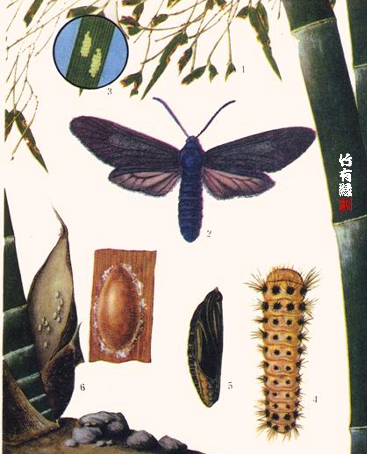 竹病害最佳防治方法,竹子养护小知识