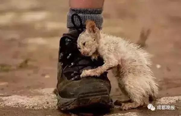 9月9日领养日，免费领养流浪动物，用爱代替伤害！