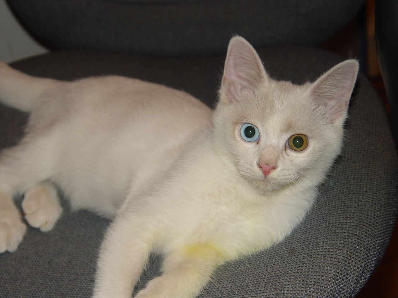 中国本土的猫都有哪些品种,战斗力最强的十种猫