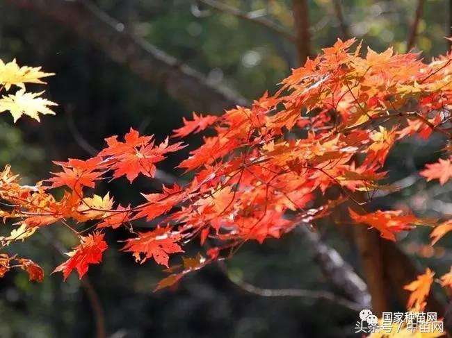 五角枫树下好多小五角枫怎么移栽,五角枫怎么养才好