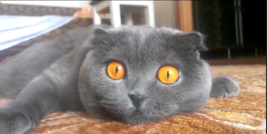 中国最贵的十种宠物猫,最贵的宠物猫有哪些