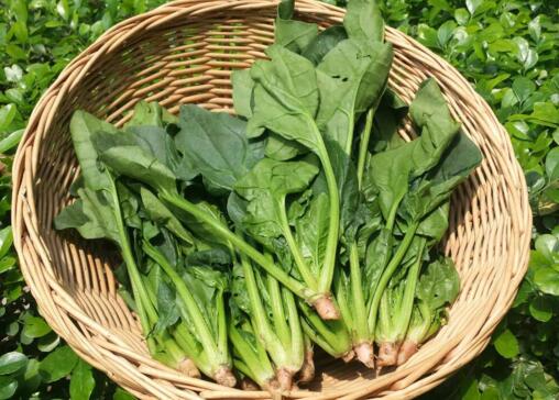 经期吃什么药排毒排污血,经期可以吃什么中药能排尽污血