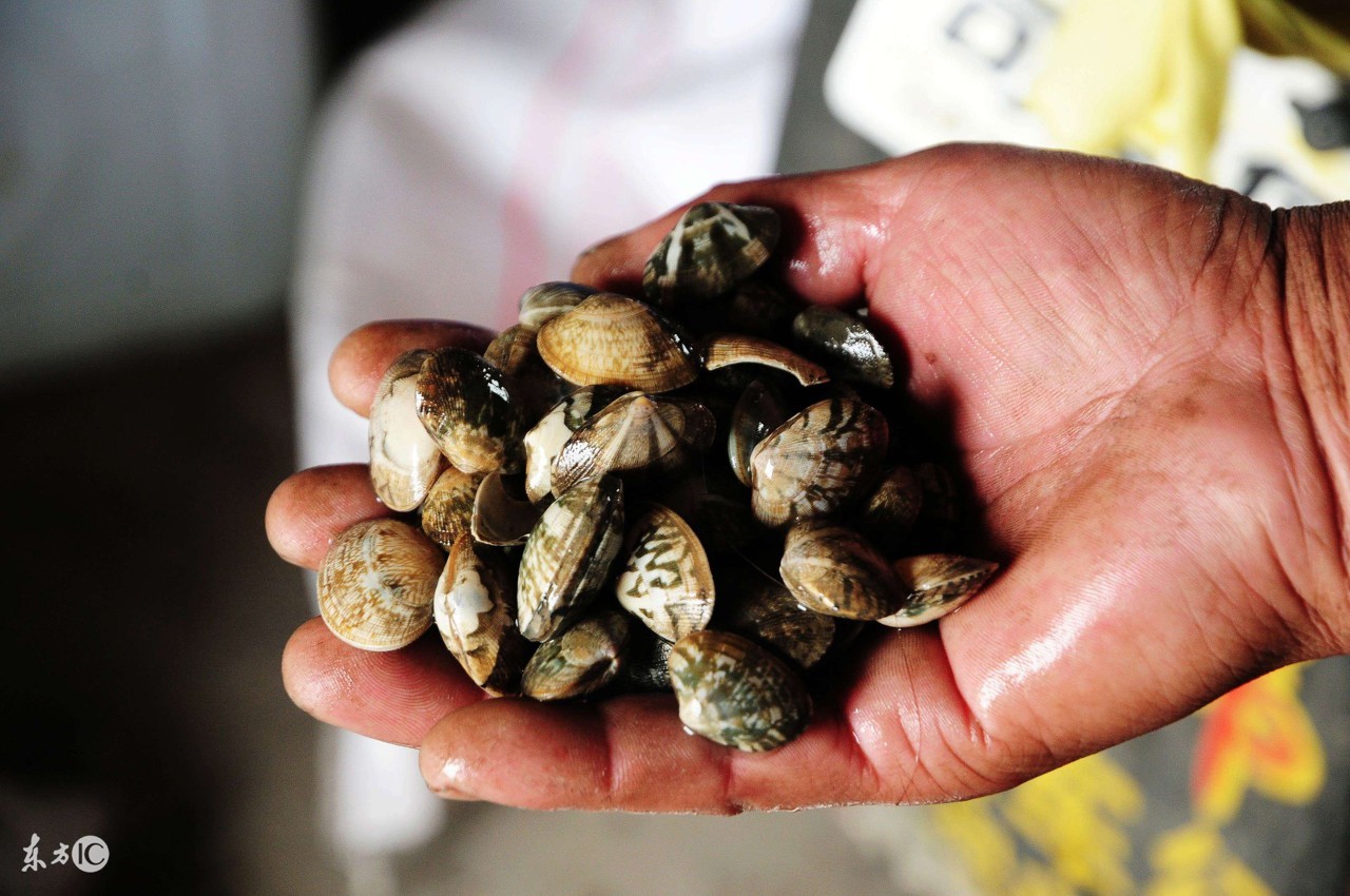 为什么不能只吃海鲜,吃海鲜的常识和禁忌你都知道吗